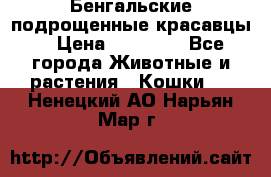 Бенгальские подрощенные красавцы. › Цена ­ 20 000 - Все города Животные и растения » Кошки   . Ненецкий АО,Нарьян-Мар г.